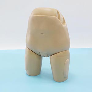 Medical Gynecological Model