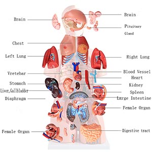<a href=''><span style='color:#2f82c5; display:inline; font-weight:bold;'>The Gender Torso Model</span></a>