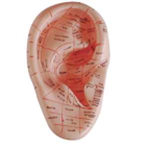 BIX-Y1024 Massaging ear model 12 cm