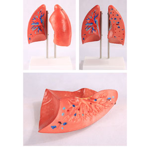 organ anatomy model organ anatomy model