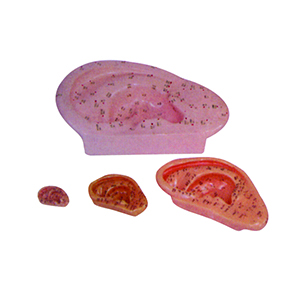 <a href=''><span style='color:#2f82c5; display:inline; font-weight:bold;'>Auricular acupuncture model</span></a>