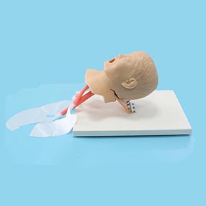 Tracheal intubation model