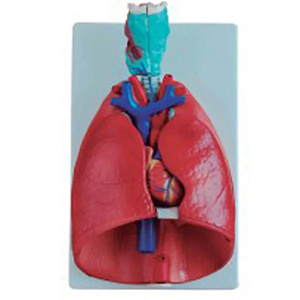 <a href=''><span style='color:#2f82c5; display:inline; font-weight:bold;'>Laryngeal cardiopulmonary model</span></a> <a href=''><span style='color:#2f82c5; display:inline; font-weight:bold;'>Laryngeal cardiopulmonary model</span></a>