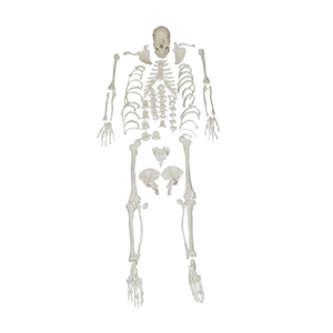 <a href=''><span style='color:#2f82c5; display:inline; font-weight:bold;'>Whole body loose bone model</span></a>