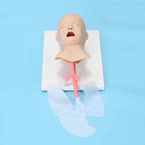 Human Intubation model